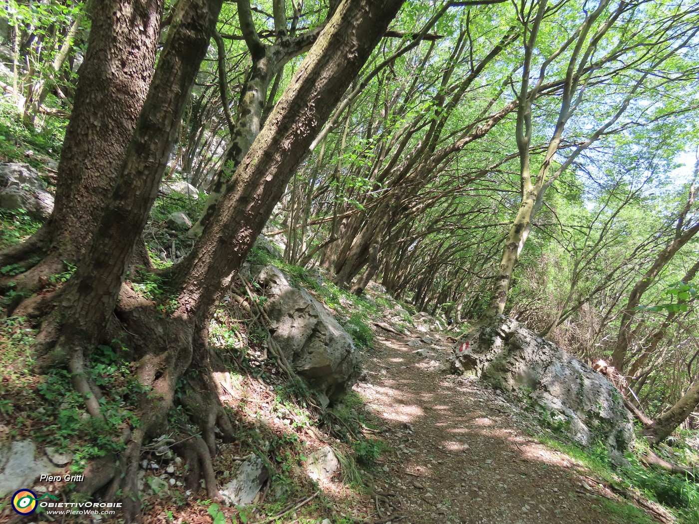 70 Ripasso nel bel bosco di carpini neri piegati a valle.JPG
